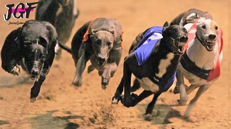 today's greyhound dog results please|Trackinfo .